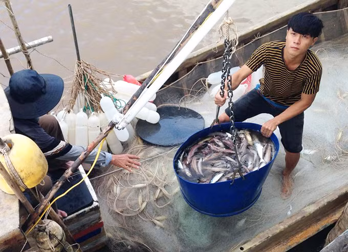 Giá cá khoai đang ở mức cao, ngư dân lãi lớn. Ảnh: TA.