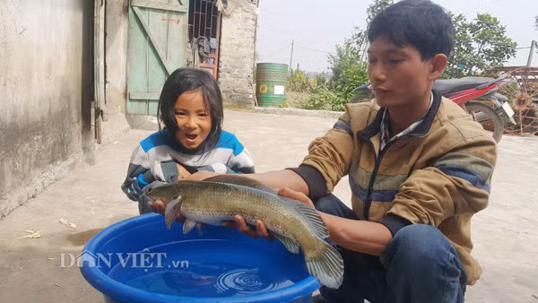 Anh Nguyễn Văn Thường bắt kiểm tra chất lượng cá lóc đầu nhọn nuôi tại trang trại của gia đình.