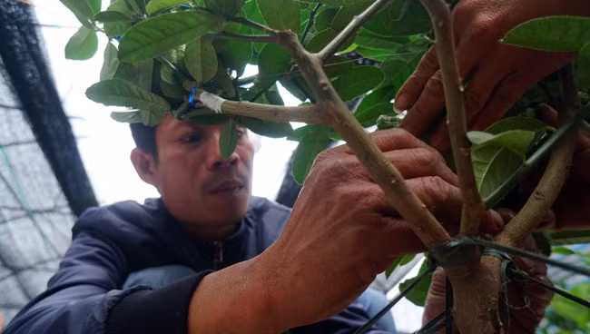 Anh Dũng cho biết: "Những cây phật thủ bonsai này rất được lòng khách hàng, hầu như năm nào tôi cũng bán được gần hết các cây phật thủ bonsai. Không chỉ bán cho khách ở Hà Nội mà nhiều khách buôn tại các tỉnh lân cận khác cũng đặt mua".