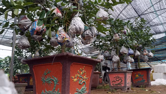 Anh Dũng chia sẻ: "Những cây phật thủ lớn thường được khách giàu có mua làm quà tặng biếu, những cây này thường được dùng để trưng biệt thự hoặc đền chùa, mang đến phúc khí và may mắn, hương thơm dịu dàng sang trọng nhưng thanh tịnh. Còn cây phật thủ bé thì chỉ cao khoảng độ 1m, thích hợp trưng bày căn hộ nhỏ, nhà trong phố. Loại cây phật thủ bé có 9 quả trở xuống thường được ghép quả theo số lẻ, khách mua sẽ tùy phong thủy để chọn".