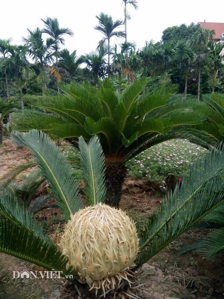 Cây vạn tuế có hoa vàng nhạt, đơm bông tròn, to như quả bóng.