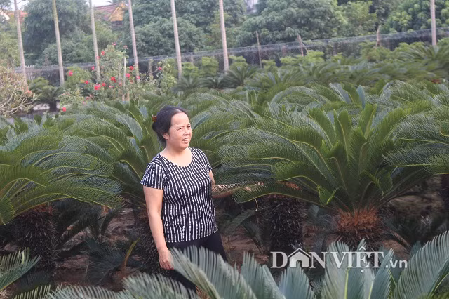 Đến nay, cô Nguyễn Thị Ngoan đã trồng vạn tuế được hơn 10 năm, trung bình mỗi cây vạn tuế cao từ 1,3 – 1,5 m, cá biệt có những cây to cao hơn 2 m.