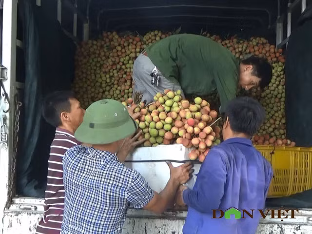 Gia vai chin som 16.000 dong/kg, qua “chay” tren cay vi e am-Hinh-2