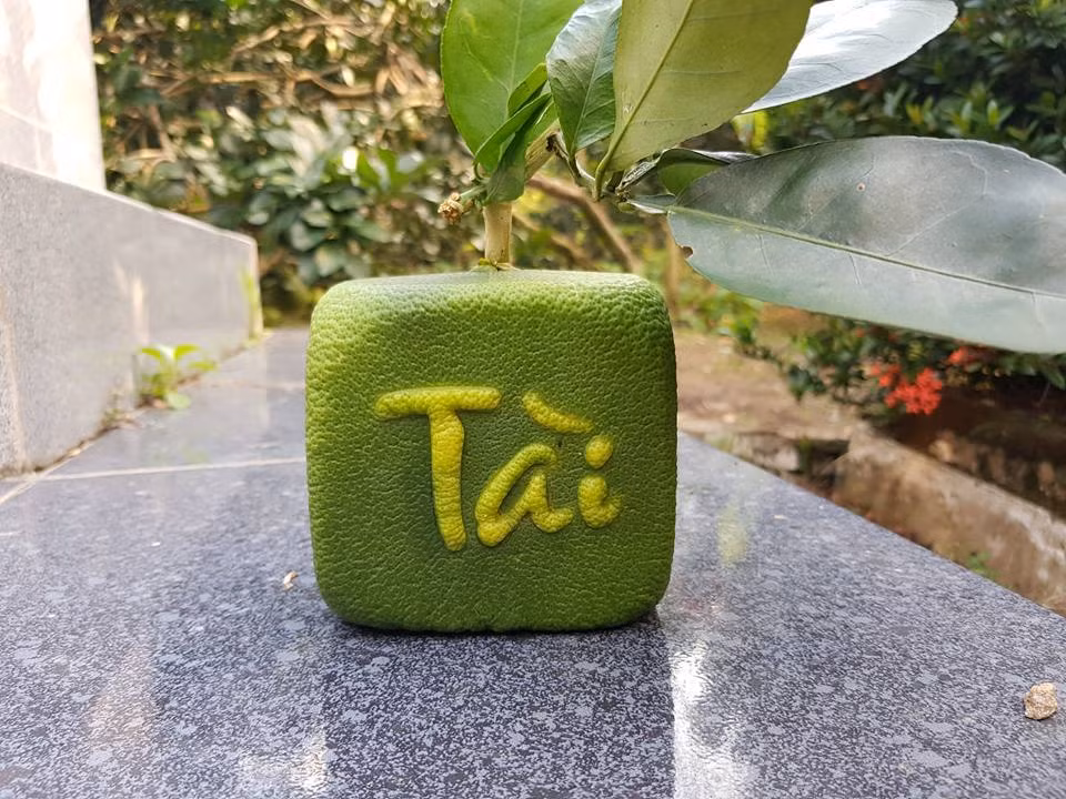 Qua buoi vuong ky la lan dau tien xuat hien o Viet Nam-Hinh-9