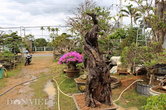 Nhìn từ phía sau, phần thân cây đã bị lão hóa rất nhiều, phần sống còn rất ít, phần khô nhiều hơn.