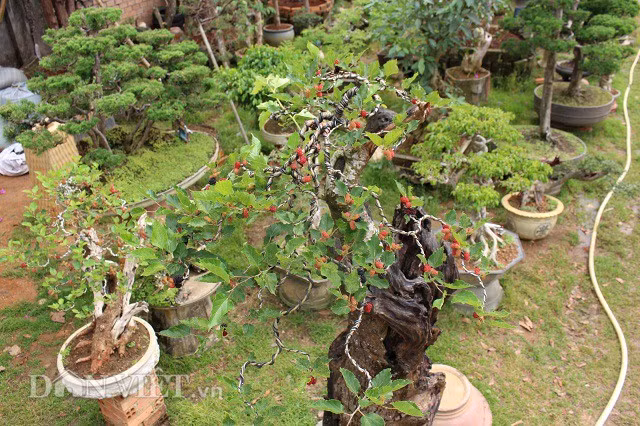 Bộ tán của cây đã được anh Quý ghép với mầm cây dâu ăn quả từ 6 năm trước.
