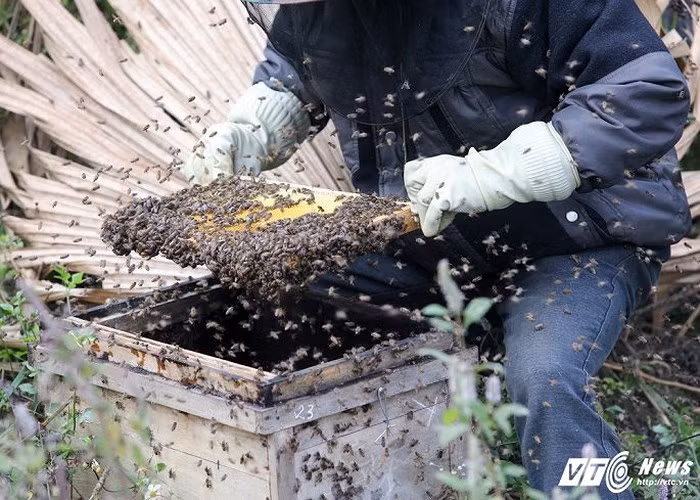 Mùa thu hoạch mật ong bạc hà rơi vào tháng 11, 12. Đây là thời điểm hoa bạc hà nở rộ nhất trong năm.