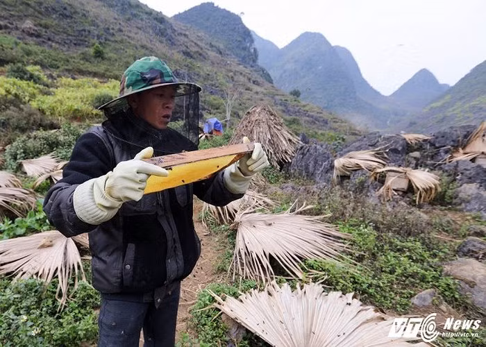 Để lấy cầu mật, đầu tiên sẽ phải đuổi hết ong đi, có thể dùng que gõ, thổi hoặc xịt khói. Ong đặc biệt kỵ khói, bất cứ loại khói gì cũng làm ong không dám tiếp cận gần.