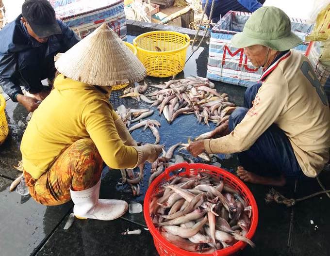 Ngư dân phấn khởi vì trúng mùa, trúng giá. Ảnh: TA.