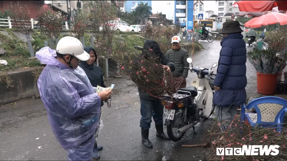 Lý giải về việc này, bà Đỗ Thị Công (trú tại Nhật Tân, quận Tây Hồ, TP Hà Nội) cho biết: "Thường nhà tôi sẽ trồng một số luống đào sớm hơn và cho nở hoa trước Tết để dễ bán hơn. Tuy nhiên do thời tiết nắng ấm kéo dài nên lứa đào trước vụ lại nở sớm hơn so với dự đoán. Khoảng 2 ngày nay tôi đã bắt đầu cắt đào ra chợ bán, họ thường mua về đi chùa hoặc chưng trước Tết.