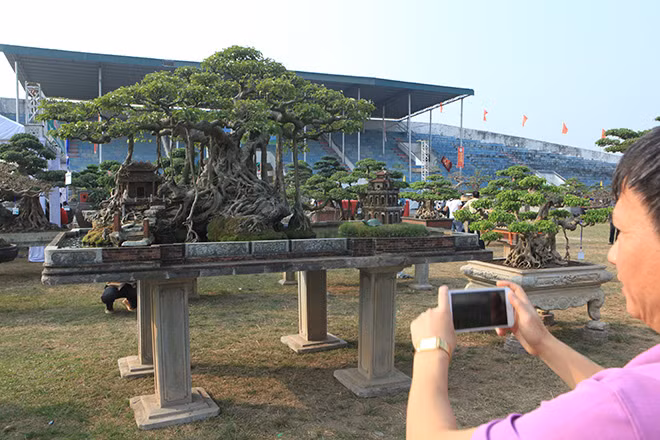 Cây sanh cổ thụ có tên gọi “Hồn Việt” hiện thuộc sở hữu của ông Nguyễn Tân Khoa hay còn được gọi là “Khoa sắt” (Hoàng Mai, Hà Nội). Cây sanh cổ có tuổi đời hơn 100 năm được ông Khoa mua của một gia đình ở Thanh Oai (Hà Nội) cách đây 20 năm.