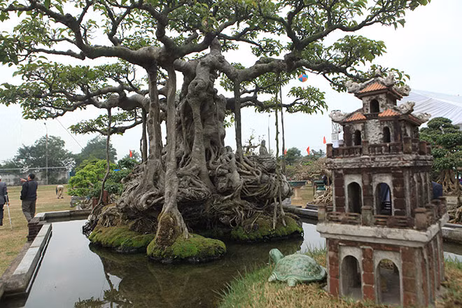 Cây nổi bật bởi bộ rễ sần sùi, nổi hẳn lên mặt đất và bám chặt với lớp đất đá rêu phong. Để tạo dấu ấn cho tác phẩm của mình, xung quanh gốc cây, ông Khoa còn tự tay thiết kế các tiểu cảnh như: bến nước, sân đình, Tháp Rùa và Đền Ngọc Sơn… Đây cũng được xem là “siêu cây” đầu tiên đưa tiểu cảnh vào như một tác phẩm nghệ thuật.