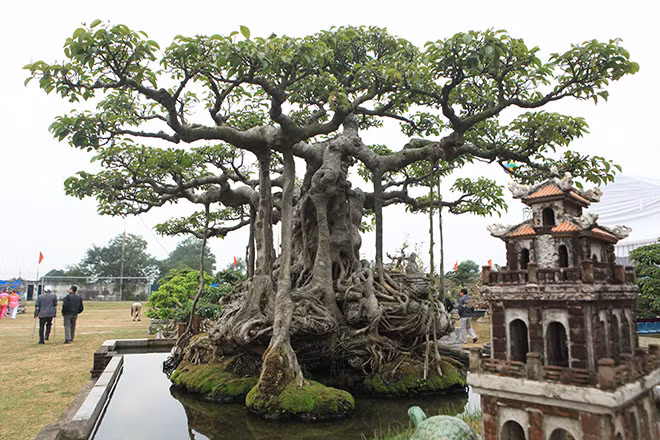 Thời điểm năm 2010, thị trường cây cảnh sôi động, nhiều người đánh ô tô đến trả giá lên đến chục tỷ đồng nhưng tôi không bán, ông Khoa cho biết.