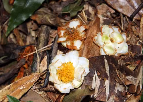 Hoa chè cổ thụ. Ảnh: X.T.