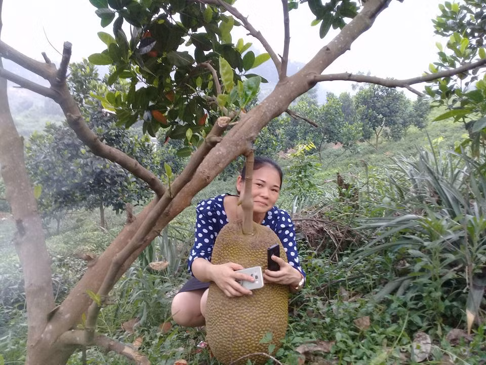 Sau nhiều năm vất vả và dày công vun trồng, chị Hiền mới cải tạo được khu đất hoang bên hồ Núi Cốc. Cây cối đã bắt đầu đơm hoa, kết trái và hứa hẹn những mùa bội thu.