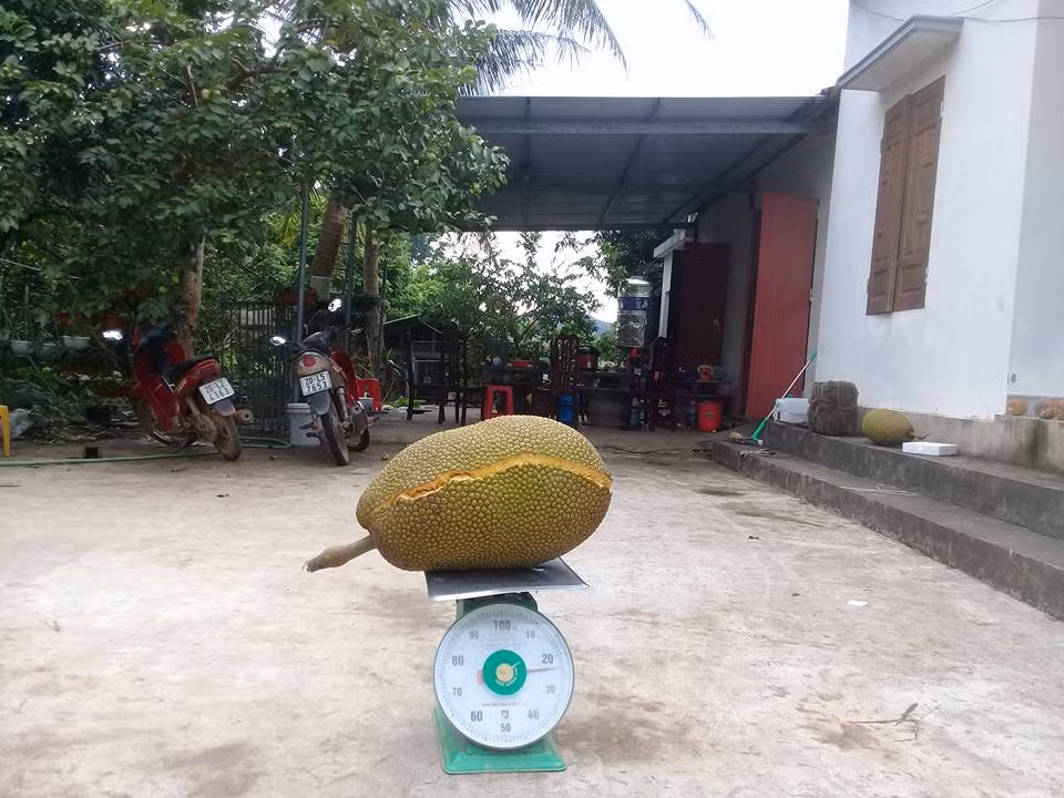 Quả mít nặng 25kg, trị giá hơn 600.000 đồng.