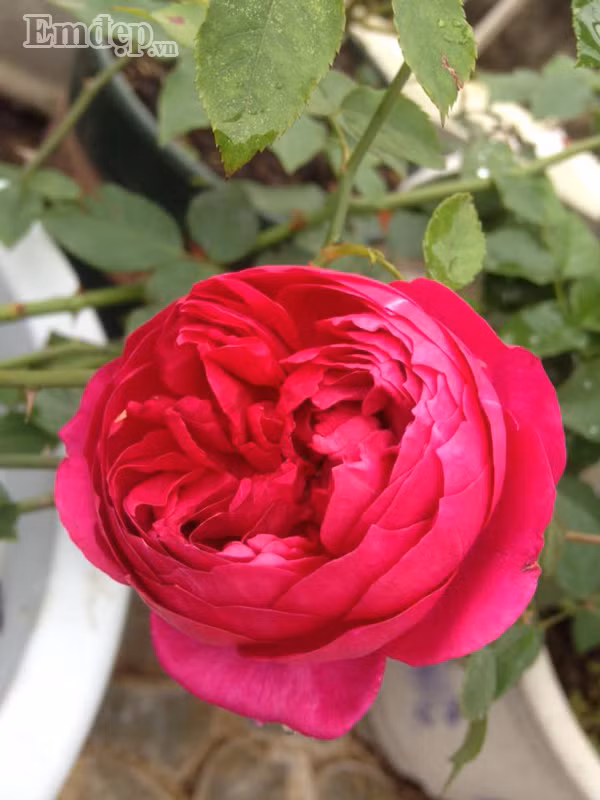 Hồng Red Eden nở rực rỡ.