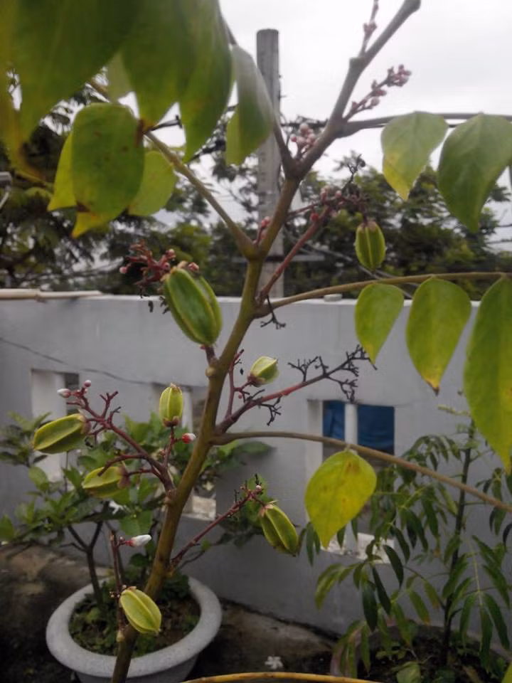 Da mat san thuong la liet rau qua sach giua pho Da Nang-Hinh-14
