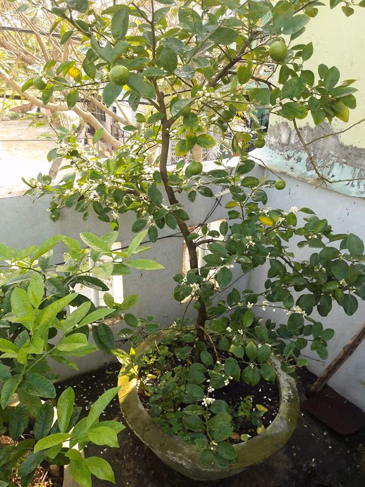 Da mat san thuong la liet rau qua sach giua pho Da Nang-Hinh-7