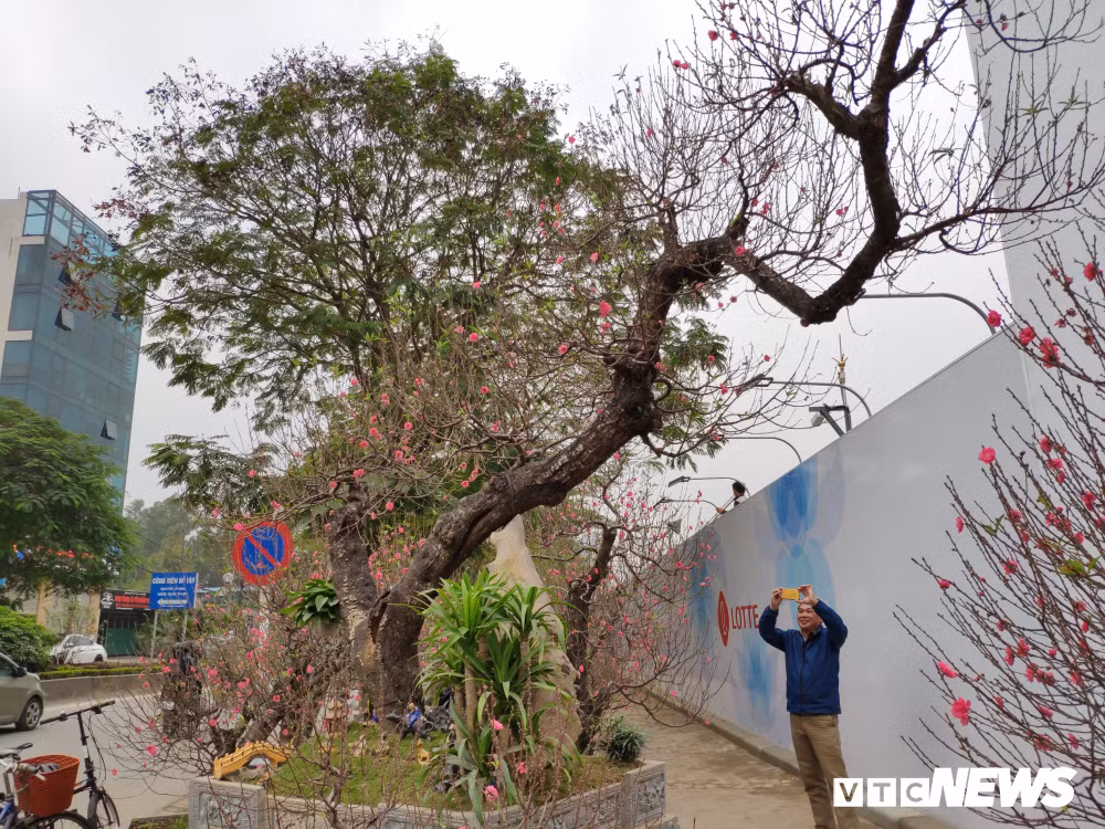 Can canh goc dao dang rong dat nhat nhi mien Bac-Hinh-3