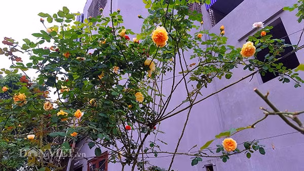 Da mat ngam vuon hong ngoai bac ty o deo Van Ly-Hinh-4