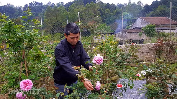 Da mat ngam vuon hong ngoai bac ty o deo Van Ly-Hinh-5