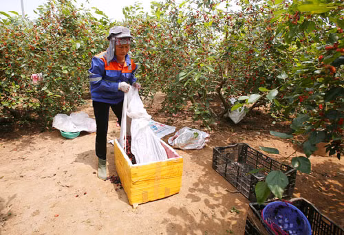 Dâu hái xuống được các lái buôn vào tận vườn dâu để chở đi. Cũng có gia đình phải tự mang dâu đến giao cho các mối mua buôn.