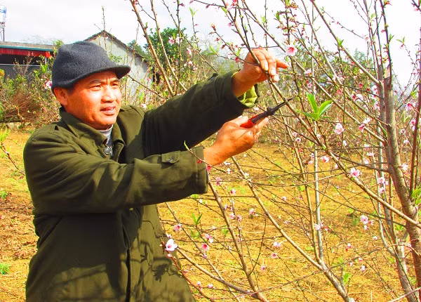 Ông Ngọ thường xuyên cắt tỉa và chăm sóc vườn đào.
