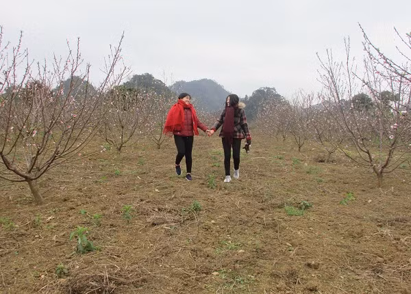 Nhờ cách chăm sóc bài bản nên vườn đào của gia đình ông Ngọ phát triển rất rốt.