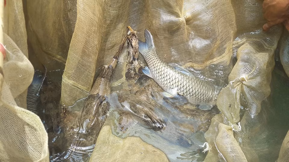 Bà con xã Phúc Sạn, huyện Mai Châu nuôi cá chiên.