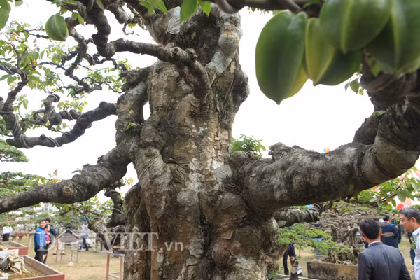 Dù đã nhiều tuổi, cổ thụ nhưng cây khế kiểng trên của anh Toàn vẫn cho quả nhiều.