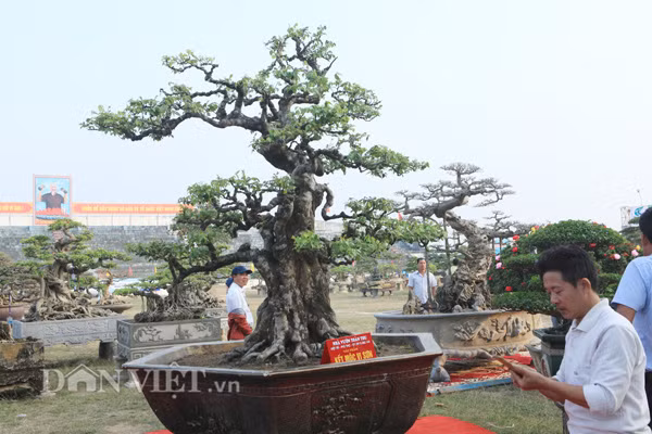 Cận cảnh cây khế cổ thụ tên "kết mộc vi sơn" của anh Toàn ở Phú Thọ.