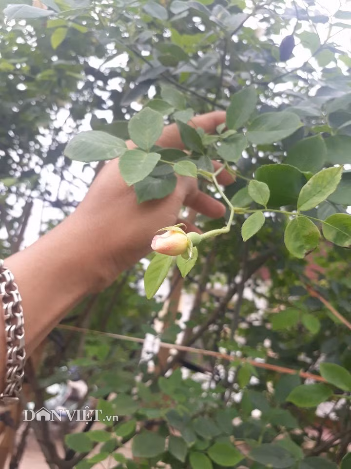 Điều đặc biệt nằm ở chỗ, màu sắc của loài hồng cổ "bạch ngọc tỉ" này là hoa theo mùa và không chỉ có một màu duy nhất, có lúc hoa trắng tinh, có bông vàng phớt, có bông điểm xuyết chút hồng, có lúc đủ các màu trên cây. Màu sắc hoa hồng biến hóa không bông nào giống bông nào. Điều đặc biệt nằm ở chỗ, màu sắc của loài hồng cổ "bạch ngọc tỉ" này là hoa theo mùa và không chỉ có một màu duy nhất, có lúc hoa trắng tinh, có bông vàng phớt, có bông điểm xuyết chút hồng, có lúc đủ các màu trên cây. Màu sắc hoa hồng biến hóa không bông nào giống bông nào.