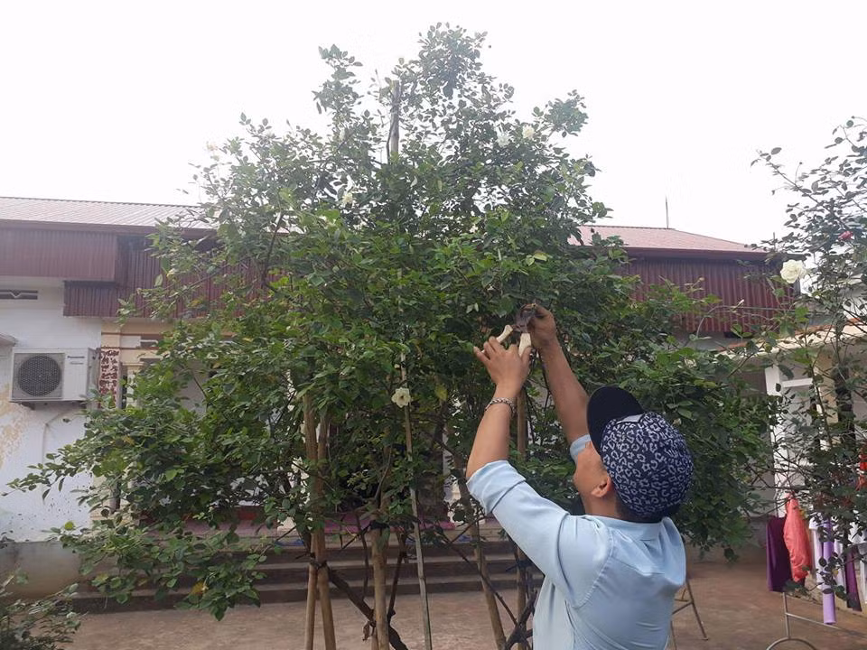 Chủ nhân của cây hoa hồng độc lạ này cũng cho biết thêm, để thuyết phục chủ vườn bán “bạch ngọc tỉ”, anh và một người bạn phải xuống 5 – 7 lần. Cây được chủ cũ coi như của quý, đánh lên chậu để giữa nhà. Dịp Tết vừa qua, cây hồng rất sai hoa. Hiện, cây đã được cắt tỉa gọn gàng để chuẩn bị cho đợt hoa mới. Chủ nhân của cây hoa hồng độc lạ này cũng cho biết thêm, để thuyết phục chủ vườn bán “bạch ngọc tỉ”, anh và một người bạn phải xuống 5 – 7 lần. Cây được chủ cũ coi như của quý, đánh lên chậu để giữa nhà. Dịp Tết vừa qua, cây hồng rất sai hoa. Hiện, cây đã được cắt tỉa gọn gàng để chuẩn bị cho đợt hoa mới.