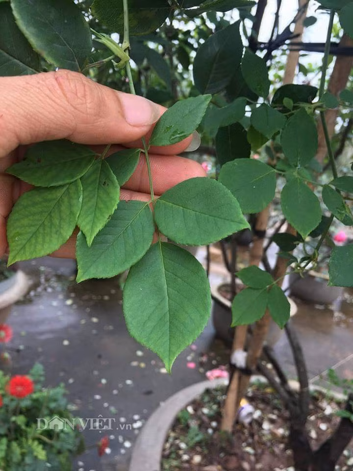 Lá khá giống tầm xuân bắc nhưng to, tròn và có nhiều răng cưa hơn. Lá hồng không giống các loại hồng khác, vò lá có mùi thơm lạ. Lá khá giống tầm xuân bắc nhưng to, tròn và có nhiều răng cưa hơn. Lá hồng không giống các loại hồng khác, vò lá có mùi thơm lạ.