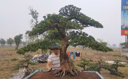 Hiện cây tùng của anh Toản đã được nhiều khách đến thăm quan, hỏi mau nhưng do chưa được giá nên gia đình anh chưa muốn bán.