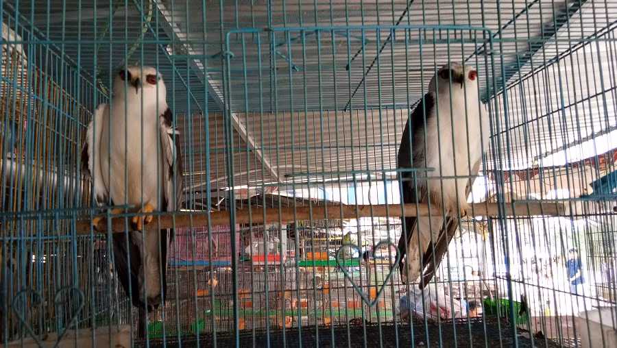 Đại bàng mắt đỏ được rao bán ở đây cho những khách hàng có thú chơi chim cảnh.
