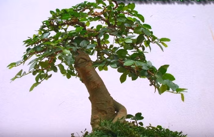Khi thay lá, nó chỉ còn trơ thân. Đây là thời điểm thích hợp để các nghệ nhân cây cảnh trổ tài.