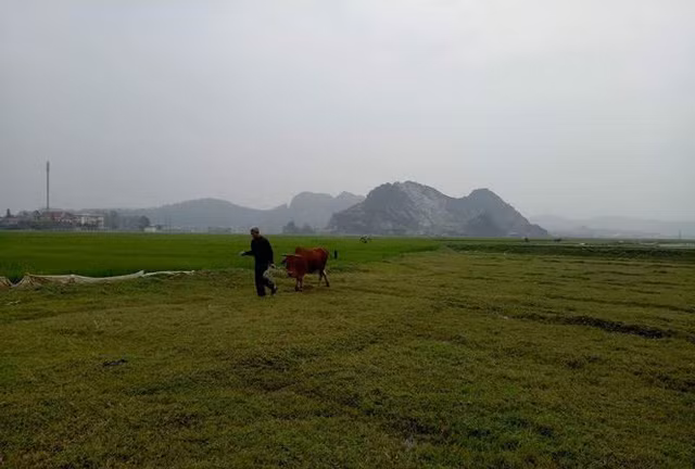 Người dân Thiệu Dương phải đóng 100.000 đồng phí đồng cỏ và 300.000 đồng tiền thế chấp/năm mới được chăn trâu bò ra đồng. Ảnh: Hoàng Lam.
