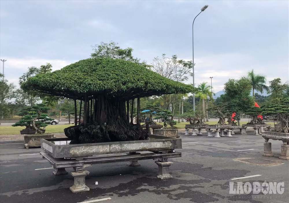 Chiều cao cả chậu là hơn 2m, tán rộng hơn 4m.