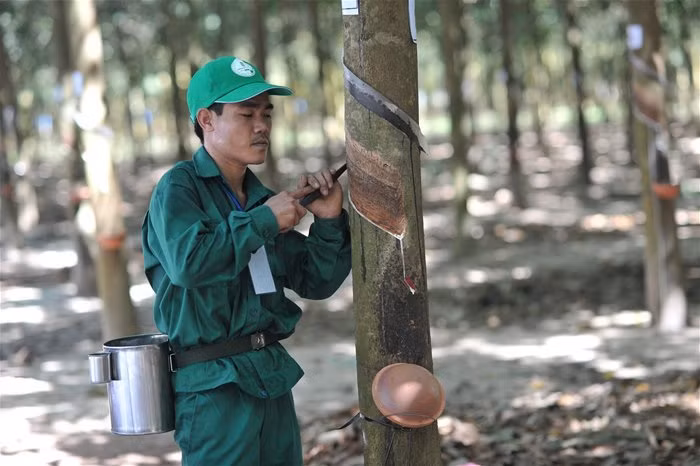 Tập đoàn Công nghiệp cao su Việt Nam dự kiến sẽ có vốn điều lệ 40.000 tỷ đồng và tiến hành IPO với giá khởi điểm 13.000 đồng/cp.