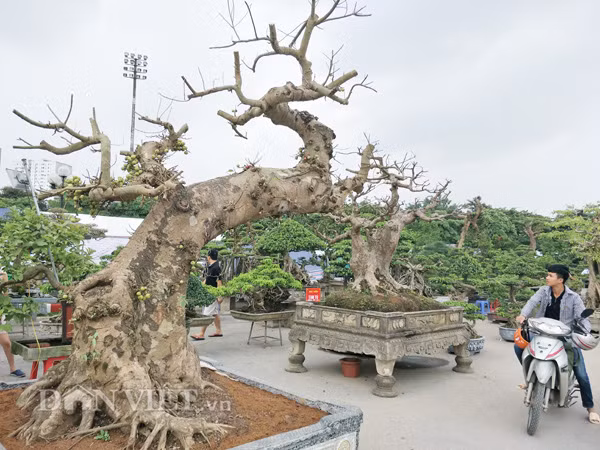 Sung kieng co thu cuc di gia tram trieu dep co nao?