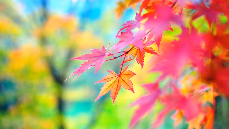 Những chiếc lá mùa thu. Những chiếc lá mùa thu.