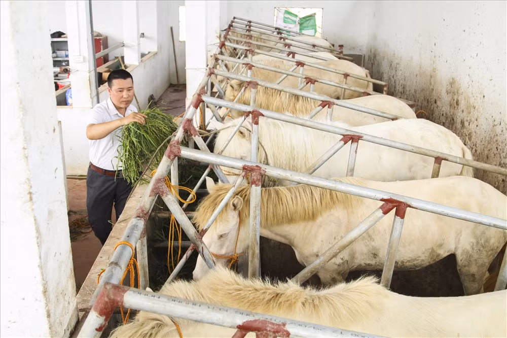 Anh Dương Xuân Trường - Chủ cơ sở sản xuất cao ngựa bạch chia sẻ: Một con ngựa bạch tốt thì những bộ phận quan trọng của con ngựa được cấu tạo theo nguyên lý như: mắt tây, mõm hồng, móng màu trắng ngà. 