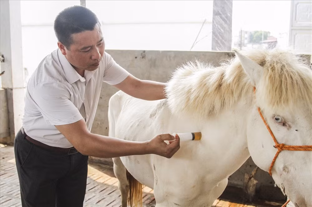 Con ngựa bạch này được anh Trường chọn mua từ trên Cao Bằng về. Trước khi ghép đàn ngựa được tiêm phòng đầy đủ tránh lây nhiễm bệnh chuyển vùng. Cũng theo anh Cường giống ngựa bạch có sức sống rất mãnh liệt nhưng nếu ai không biết cách chăm sóc thì ngựa sẽ ốm yếu và có thể chết bất cứ lúc nào. 