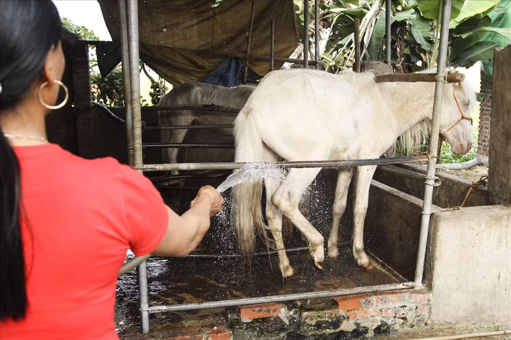 Chuồng ngựa lúc nào cũng phải vệ sinh sạch sẽ để tránh các dịch bệnh. 