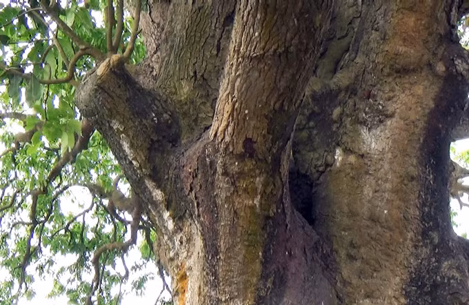 Tháng 5.2015, cây xoài này đã được công nhận là Cây di sản Việt Nam. Gốc xoài to khoảng 5 - 6 người ôm không hết.