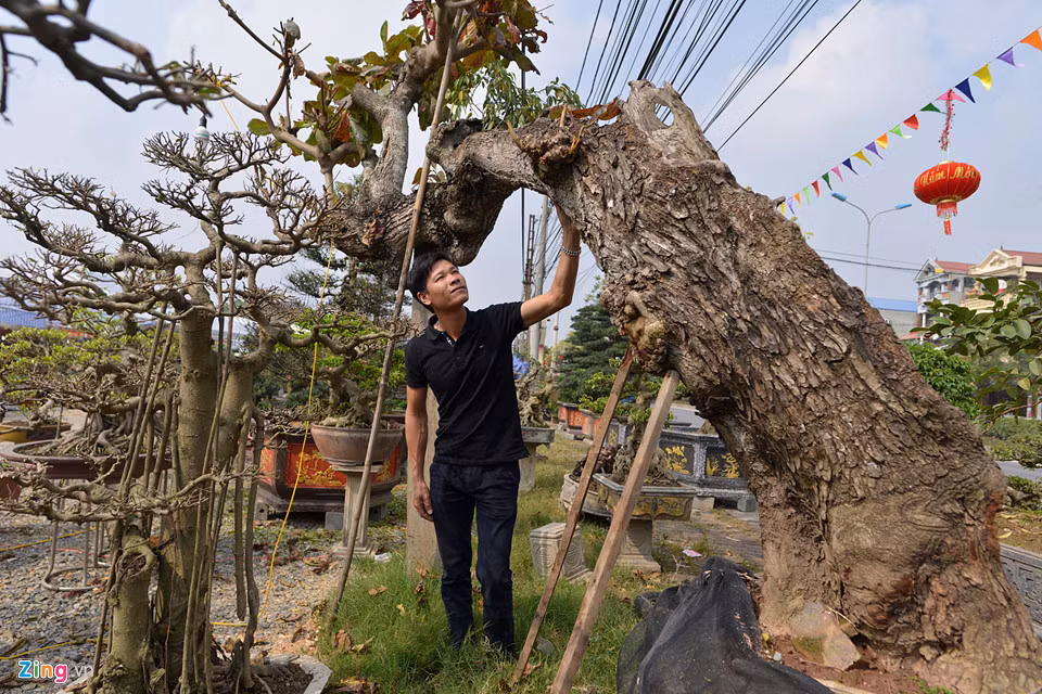 Anh Khởi, nghệ nhân trồng cây cảnh tại Bình Giang (Hải Dương) đứng bên cạnh cây bàng có tuổi thọ gần 100 năm. Hiện cây bàng có thế Ngàn năm soi bóng được anh rao bán với giá 50 triệu đồng.