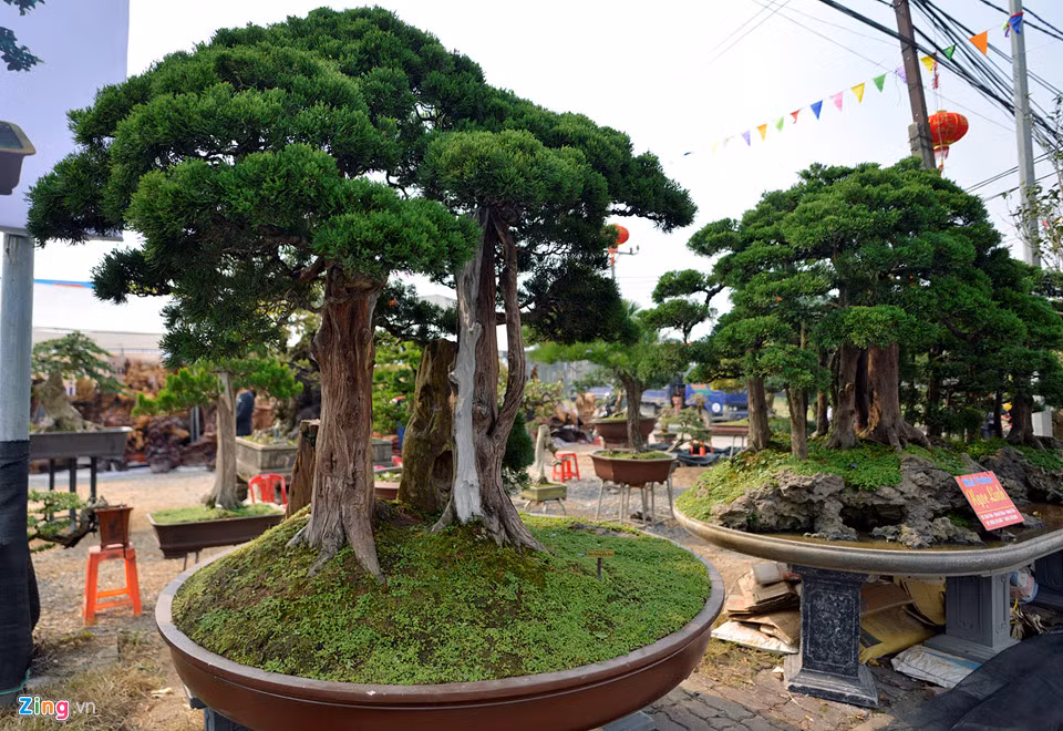 Hai bệ cây tùng được chủ nhân báo giá 500 triệu đồng và 550 triệu đồng đặt ngay mặt đường dẫn vào sân vận động Phúc Thọ.