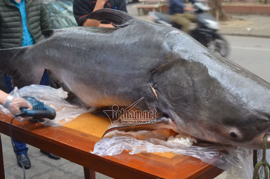 Con cá tra nặng 120kg, giá hơn 100 triệu đồng được đại gia Việt săn lùng để ăn Tết.